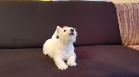 Qwenn štěkající na dýni